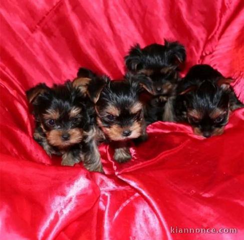 chiot Yorkshire femelle à donner 