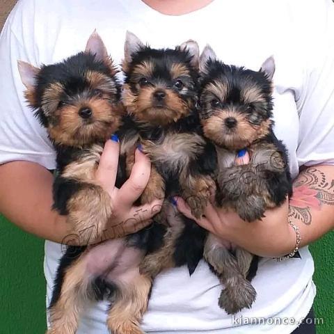 chiot York femelle et mâle disponible 