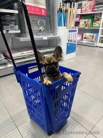 adoption chiot bouledogue français 