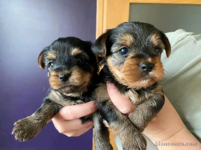bébé chiot York femelle disponible 