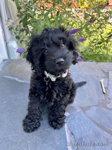 chiot cockapoo a donner 