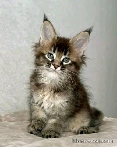 magnifique chaton maine coon disponible 