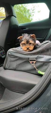 magnifique chiot Yorkshire terrier femelle a donner 