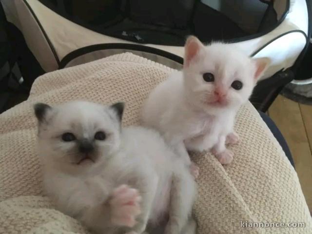 chaton sacré Birmanie à donner 