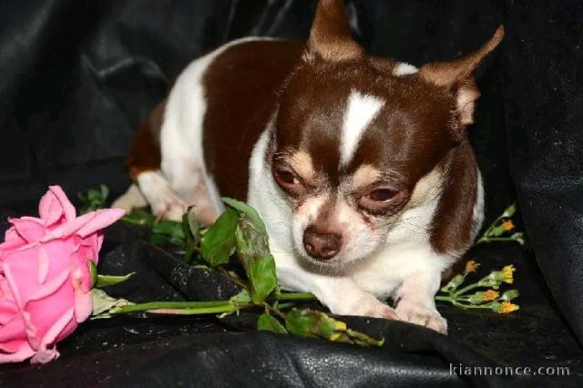 chiot chihuahua femelle a donner 