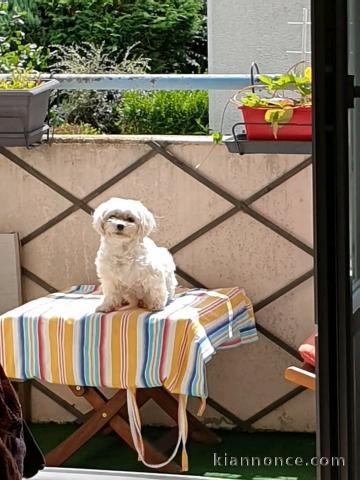 chiot type bichon maltais à donner 