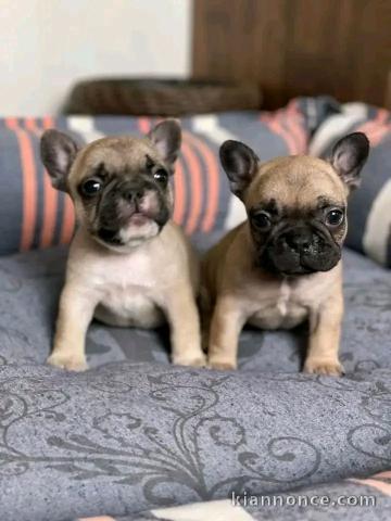 annonce chiot bouledogue français 