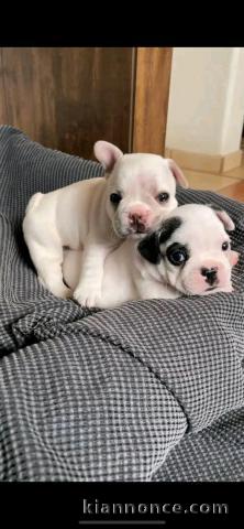 chiot type Bouledogue Français disponible 