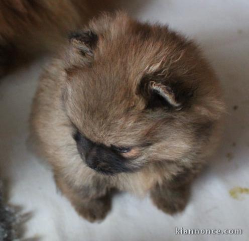 chiot spitz allemand adorable 