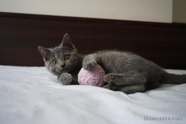 chaton châtreux disponible pour adoption 