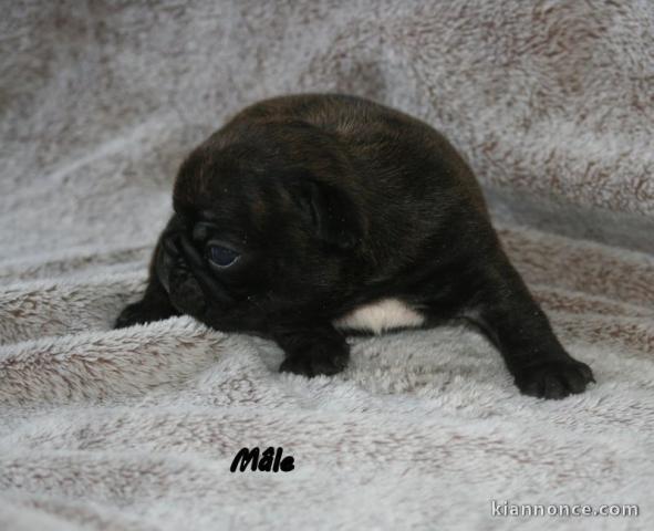 Dons bébé chiot bouledogue français 