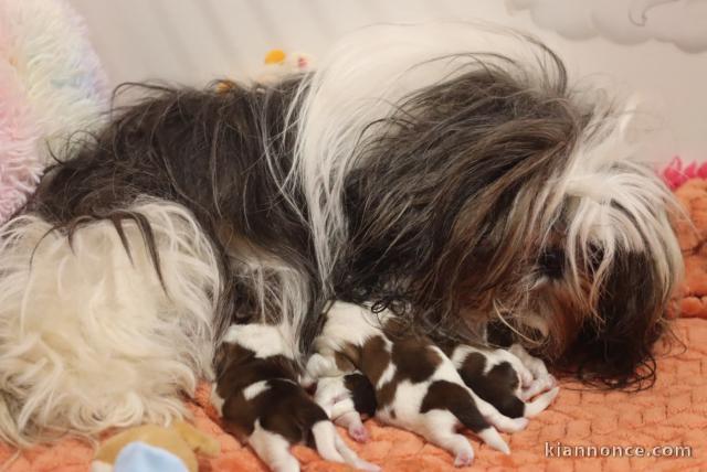 chiot Shih Tzu a donner 