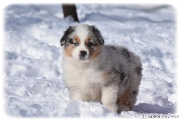 je donne chiot berger australien 