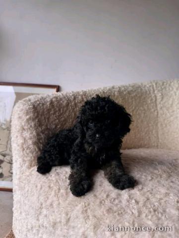 chiot cockapoo a donner 