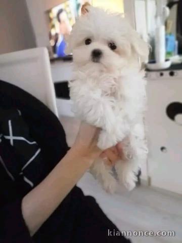 chiot bichon maltais adorable 