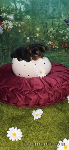 dons chiot bichon disponible 