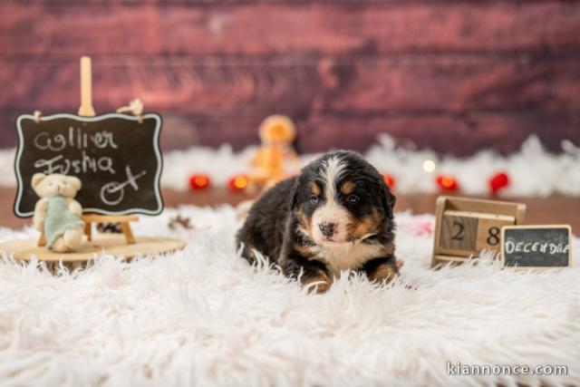 Dons bébé chiot bouvier bernois disponible 