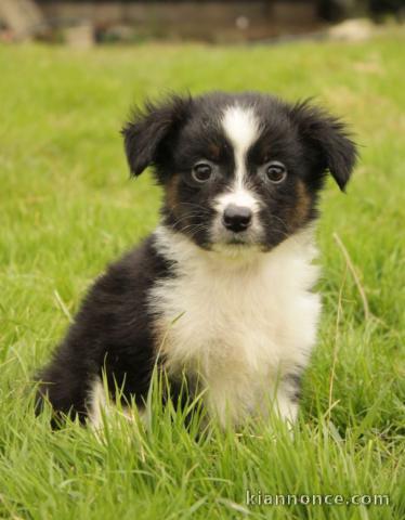 chiot berger australien disponible 