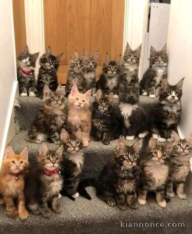 adoption chaton maine coon 