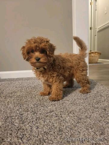 je donne chiot cockapoo disponible 