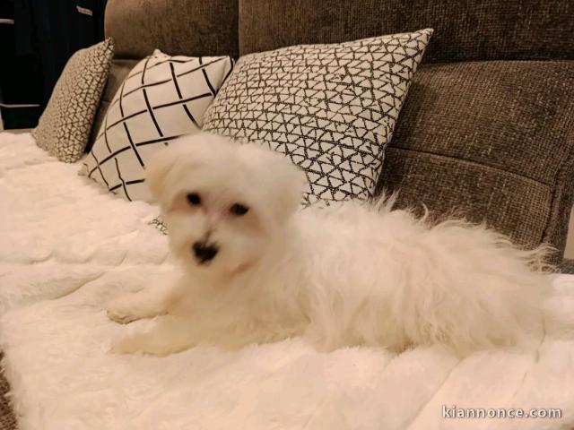 chiot bichon maltais disponible 
