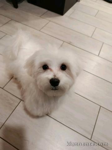 je donne chiot bichon maltais 