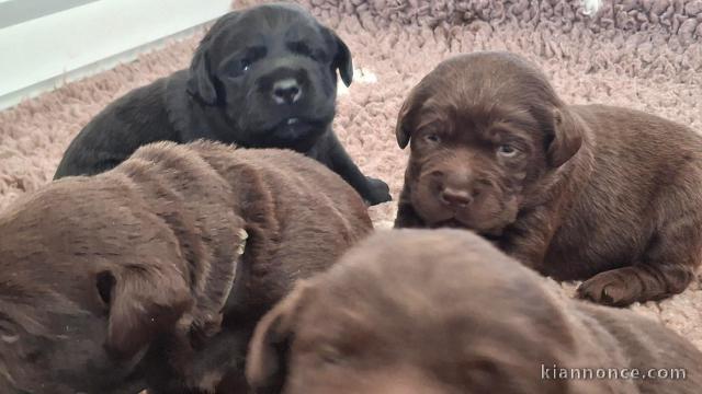 dons chiot labrador retriever disponible 