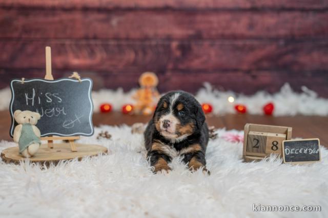 chiot type bouvier bernois a donner 