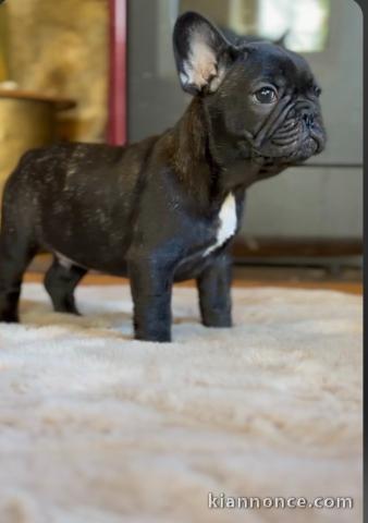 chiot bouledogue français à donner 