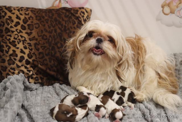 annonce chiot Shih Tzu a donner 