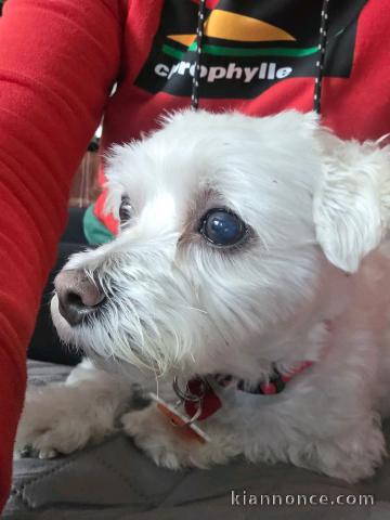 je donne chiot bichon maltais 