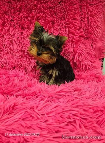je donne chiot Yorkshire femelle 