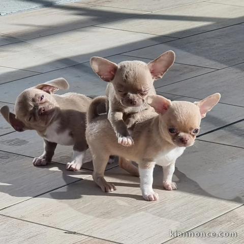 chiot chihuahua à donner 