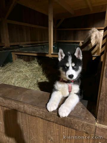 je donne chiot husky sibérien 