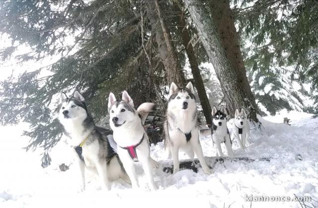 adoption de suite chiot husky sibérien 