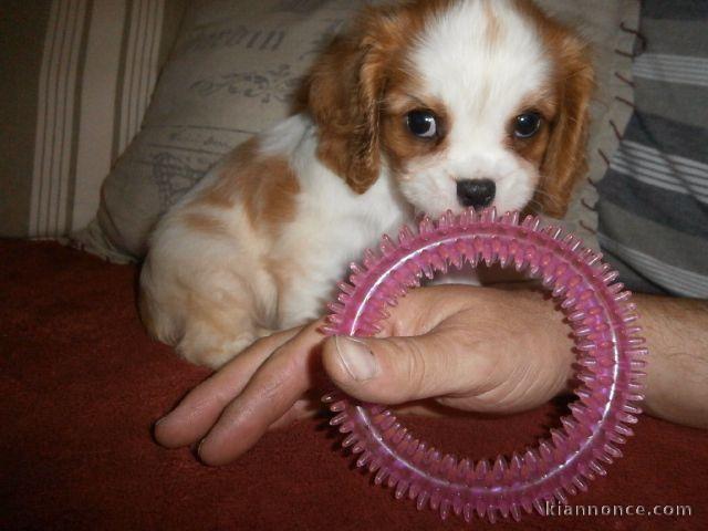 CHIOT CAVALIER KING CHARLES SPANIEL femelle à donner