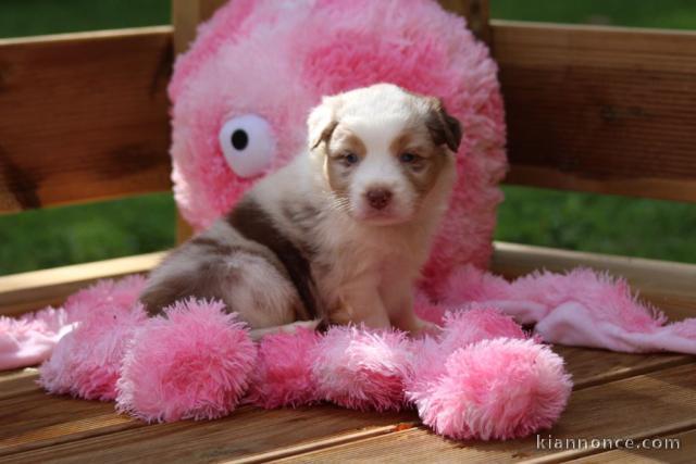 A donner MIGNON berger australien femelle