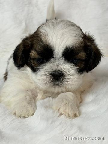 Adorable chiot Shih Tzu a donner 