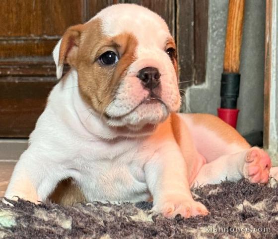 magnifique chiot bulldog anglais mâle a donner 