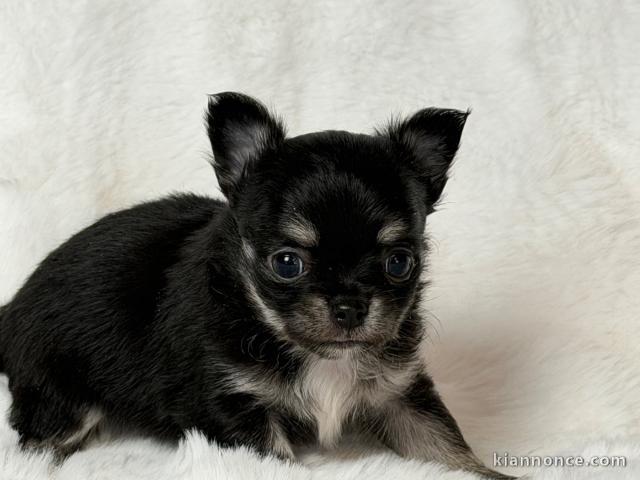 adorable chiot chihuahua femelle 