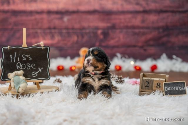 chiot bouvier bernois a donner 