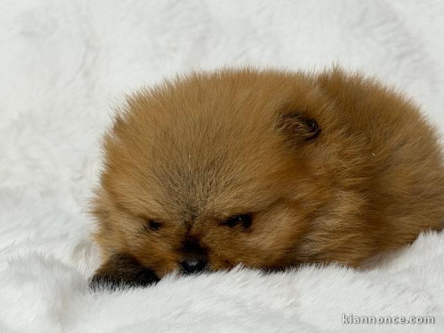 chiot type spitz allemand disponible 