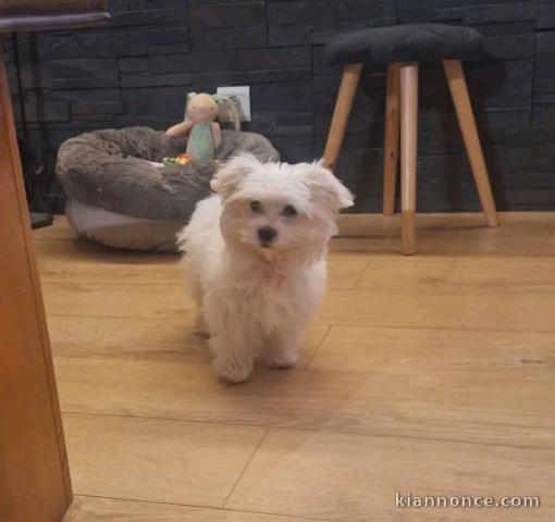 je donne chiot bichon maltais 