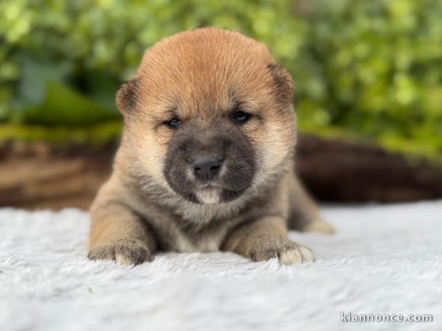 dons chiot Shiba inu a donner 