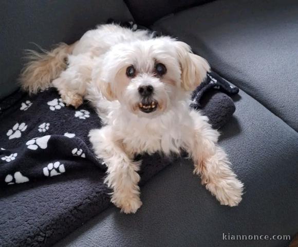 je donne chiot bichon maltais 