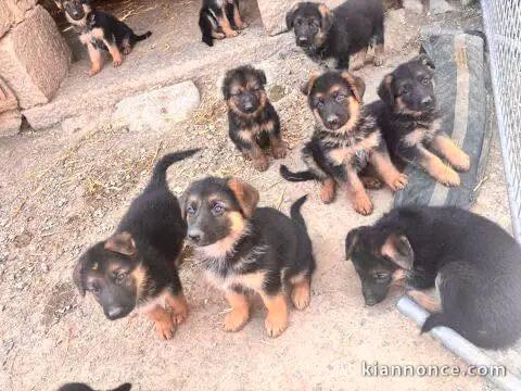 Dons bébé chiot husky sibérien 