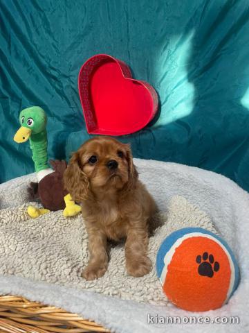 chiot cavalier king charle disponible 