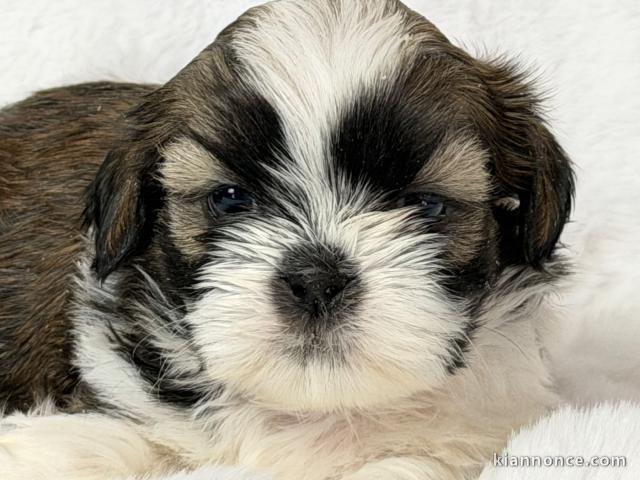 magnifique chiot Shih Tzu a donner 