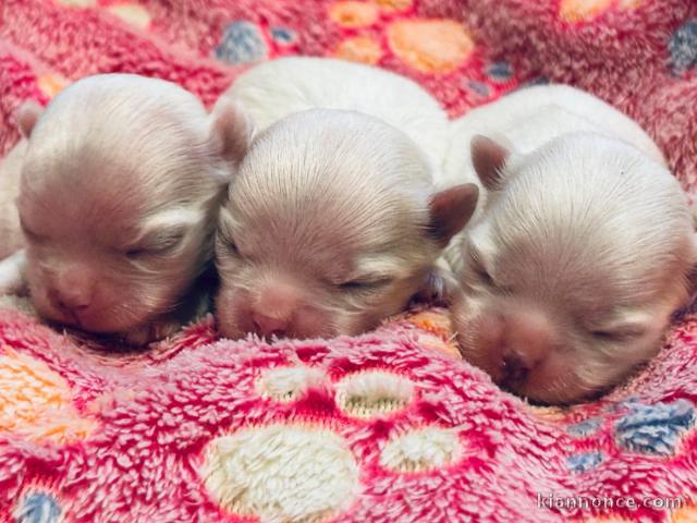 adoption chiot bichon adorable 