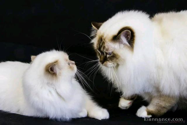 chaton ragdoll à donner 